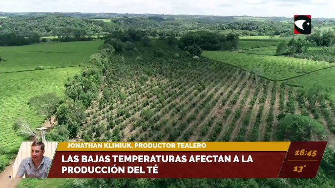 Las bajas temperaturas afectan a la producción de té. Entrevista con Jonathan Klimiuk, productor tealero.