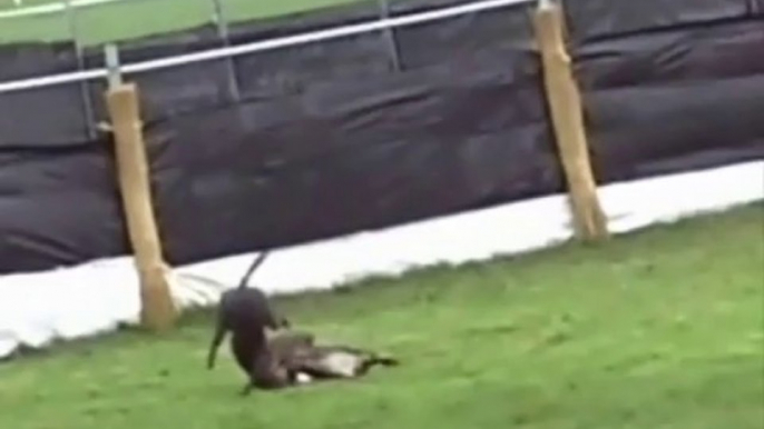 Victims of Ireland's cruel hare coursing