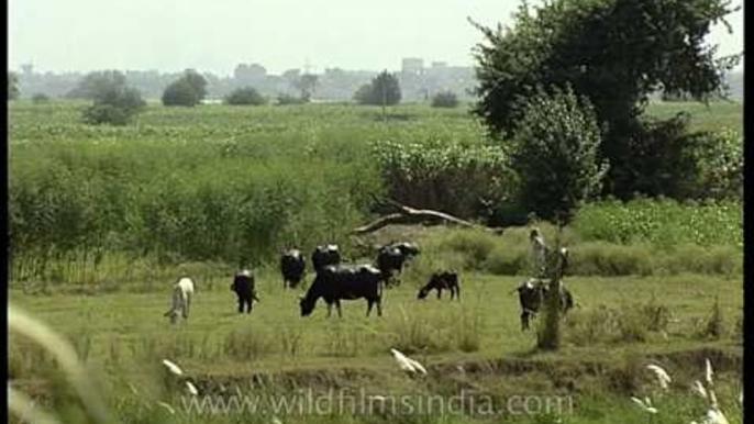 Species of flora and fauna at Aravali Biodiversity Park