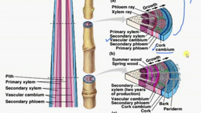 FSc Biology Book2, CH 16, LEC 2, Significance of Secondary Growth in Plants