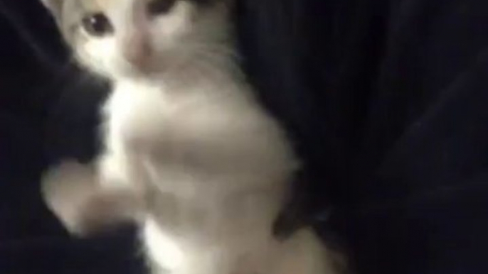 Cute kitten playing with owner's hand!! So funny!!