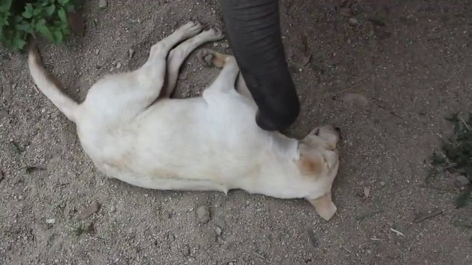 Un bébé Éléphant essaie de réveiller un chien. Trop mignon!