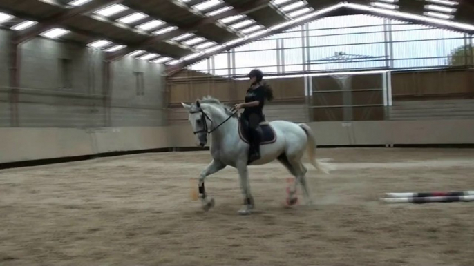 Dressage Théo