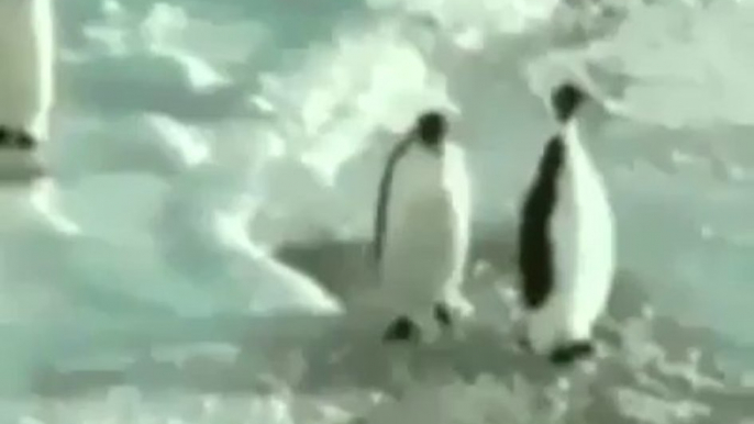 Funny penguin "Shut Up" fail Vine video!! Head on the ice...