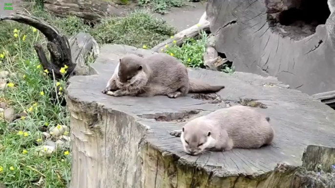 Cute Otter Juggling a Rock ! So so funny!