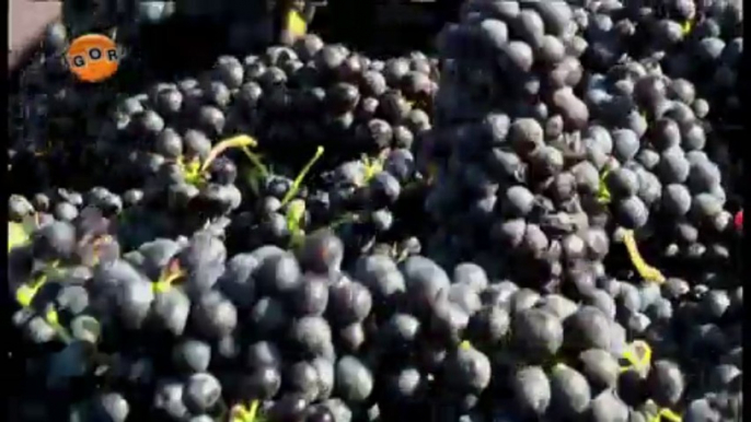 agoRA - Rhône-Alpes a-t-elle le vin en poupe ?