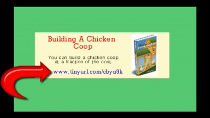 Building A Chicken Coop  Fun with Easy To Follow Coop Plans