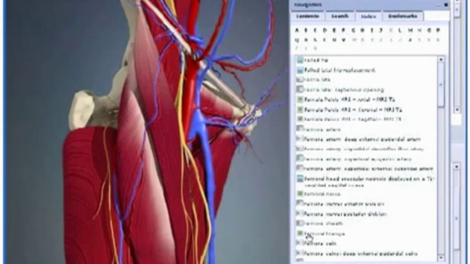 3D Interactive Hip Human Anatomy - 2009 release