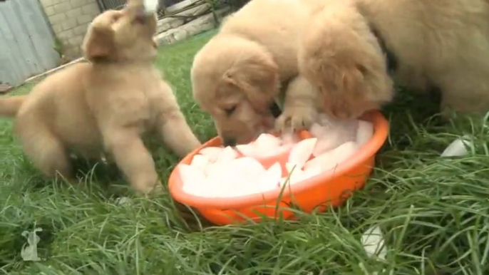 Chiots Golden Retrievers attaqués par des glaçons!! Trop mignons...