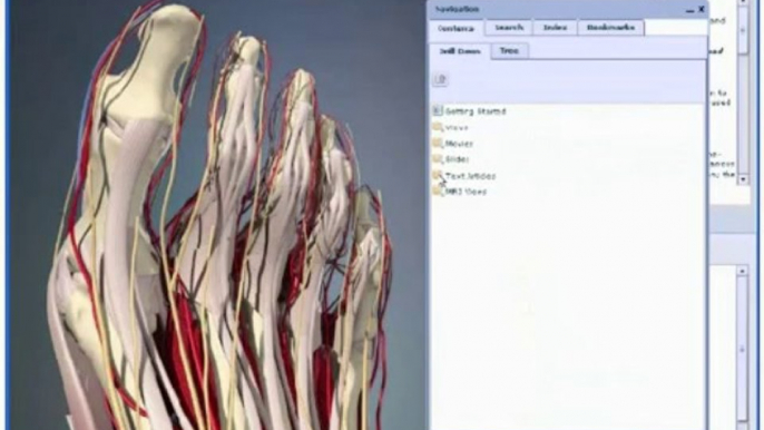 Interactive Foot and Ankle Human Anatomy in 3D - New 2009!