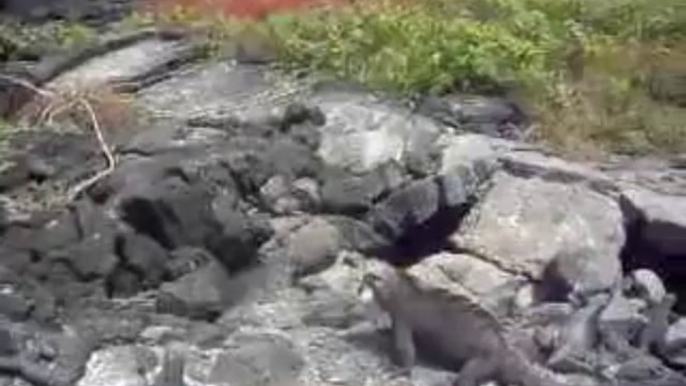 Galapagos marine Iguanas - Galapagos Land Based tours - Isabela island (2)