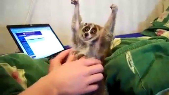 Slow Loris Love a Tickle