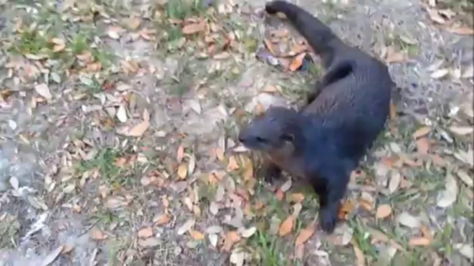 Une loutre joue comme un chien avec des randonneurs!!