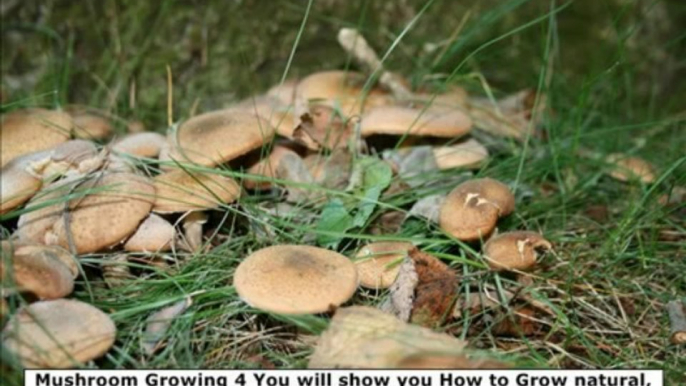 Mushroom Growing 4 You Review | Mushroom Growing