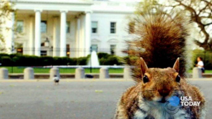 Punchlines: Shutdown, NASA and squirrel attacks