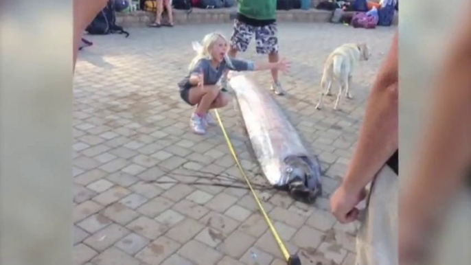 Impressive giant Sea Creature Found Off California Coast