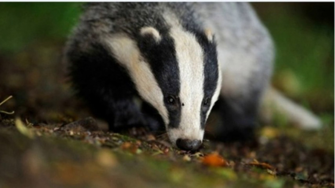 BBC Radio 4_Farming Today on badger cull 18Oct13