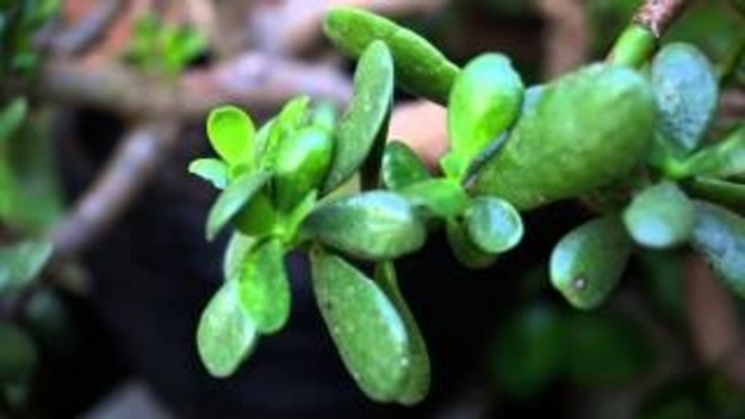 The Jade Plant - A great low maintenance plant for your indoor garden