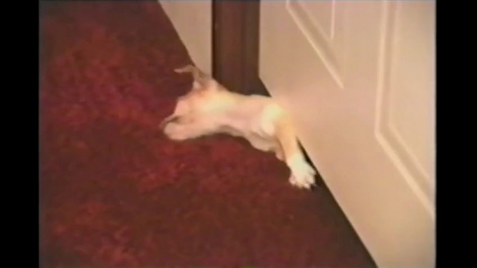 So cute Puppy stuck under the door. Funny!