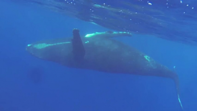 BALEINE NOIRE ET CHANT DE BALEINES