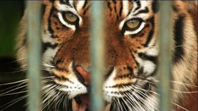 Tiger mauls young Indiana woman