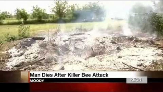 Killer bees attack: Texas man stung to death by Africanized bees