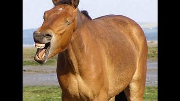 Psychic finds missing horse using telepathy