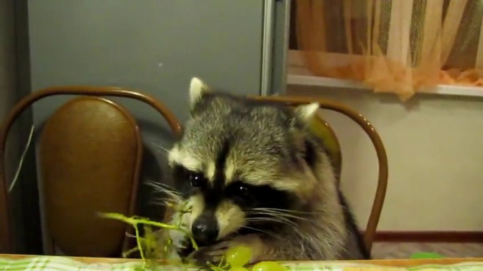 Un Raton laveur mange des fruits... 5 fruits et légumes par jour bien sur!!Ahah