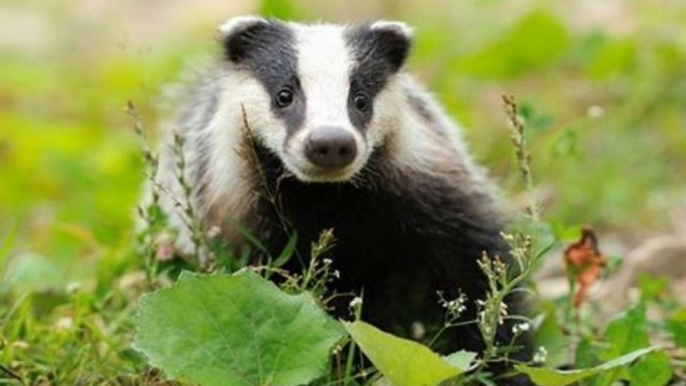 BBC Radio Somerset_ Emma Britton_Pilot badger cull ends 1Nov13