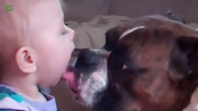 Cute Dogs and Babies Kisses - awesome compilation!