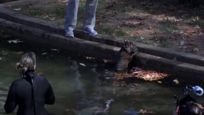 Un bébé TIGRE ça sait nager? On teste!