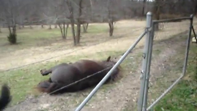 Horse and dog playing together. So amazing and cute animals.