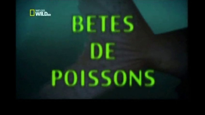 Bêtes de poissons [ Géant du Nil ]