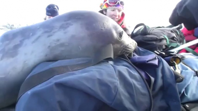 Un bébé éléphant de mer bien curieux... Et trop mignon !