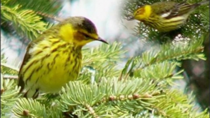 Magnifiques chants d'oiseaux-Dailymotion-