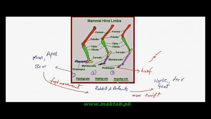 FSc Biology Book2, CH 16, LEC 19, Locomotion in Mammals and Evolutionary Changes in Arrangement of Bones