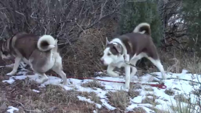 Kyzak & Rydik hiking in Garden Of The Gods, Colorado Springs, CO.