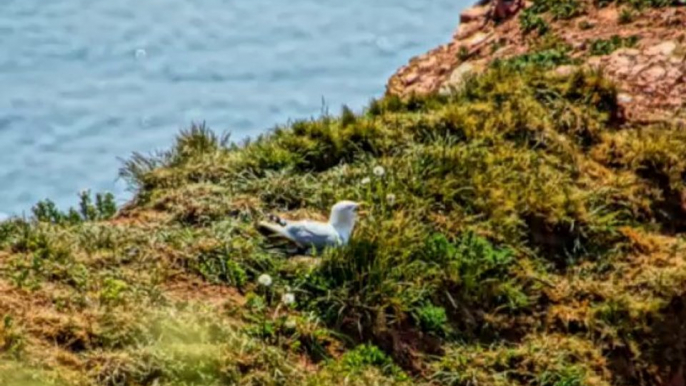 Helgoland