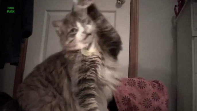 Adorable Cats Playing with Strings - Animal Compilation 2013