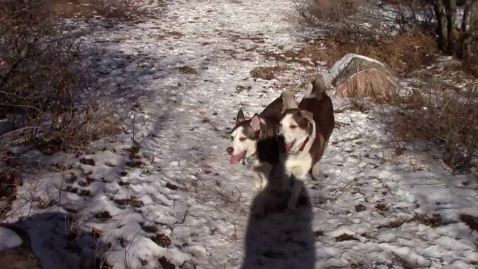 Kyzak & Rydik playing at Bear Creek Dog Park, Colorado Springs.