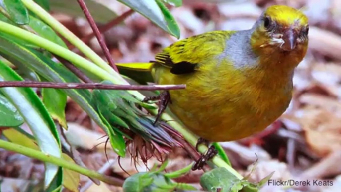 Testosterone Injections Make Male Birds Louder, Less Attractive