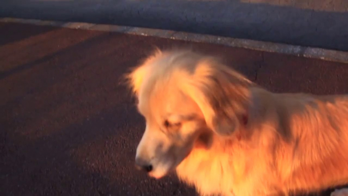 Dog imitates Police Siren! So cute pet!