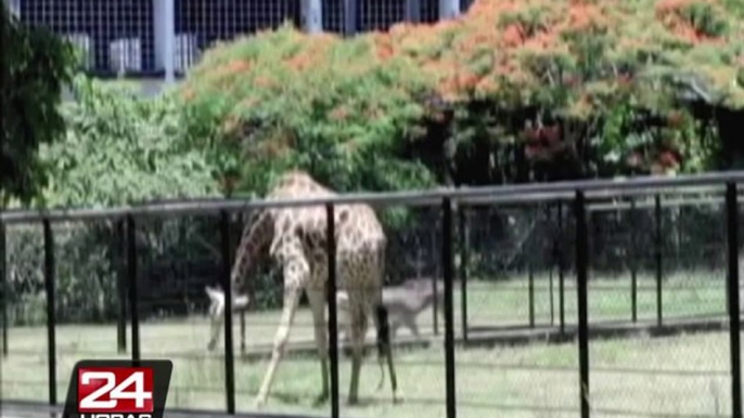 El verano en Brasil es tan intenso que hasta animales toman helados