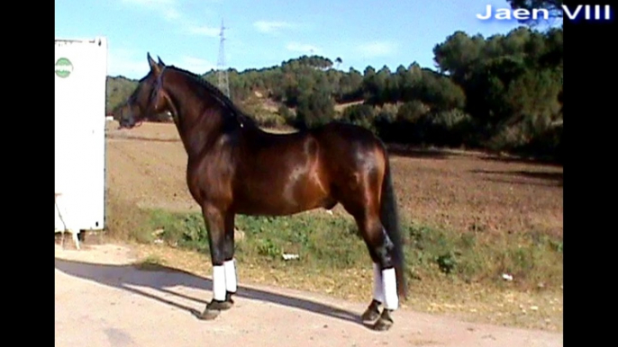 JAEN VIII PRE PASO, TROTE, GALOPE, PASO ESPAÑOL, PIAFFER Y PASSAGE