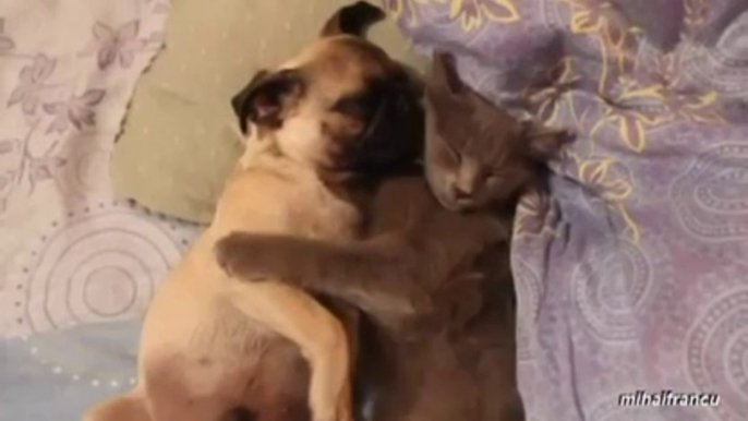 Un chien ronfle et dort contre un chat... Trop mignon!