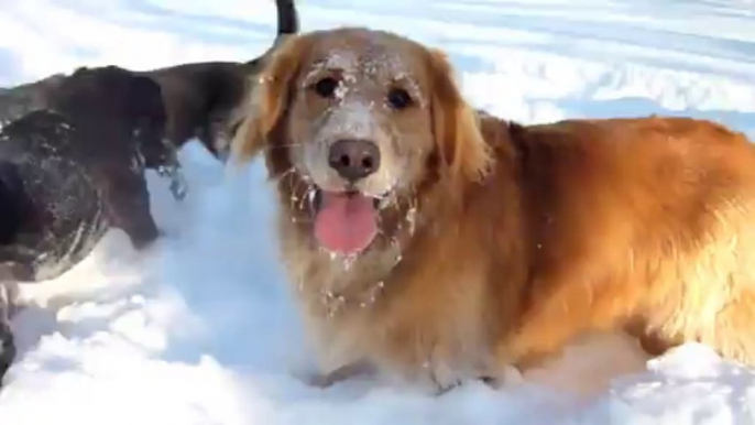 Pack Of Dogs Adorably Play In Polar Votrex Blizzard Aftermath