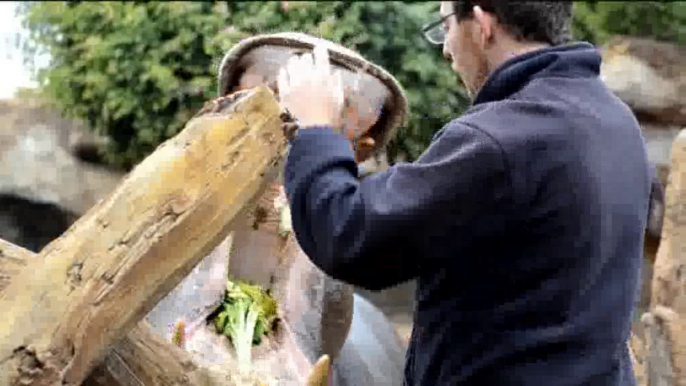 Feeding the hippopotamus (Bioparc Valencia)