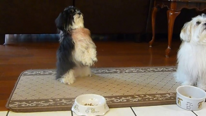 Two Puppies Adorably ‘Pray’ For All Dogs Before Dinner