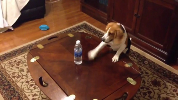 Dog Vs Water Bottles. Hilarious puppy!