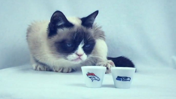 Grumpy Cat Predicted That The Seattle Seahawks Would Win Super Bowl XLVIII